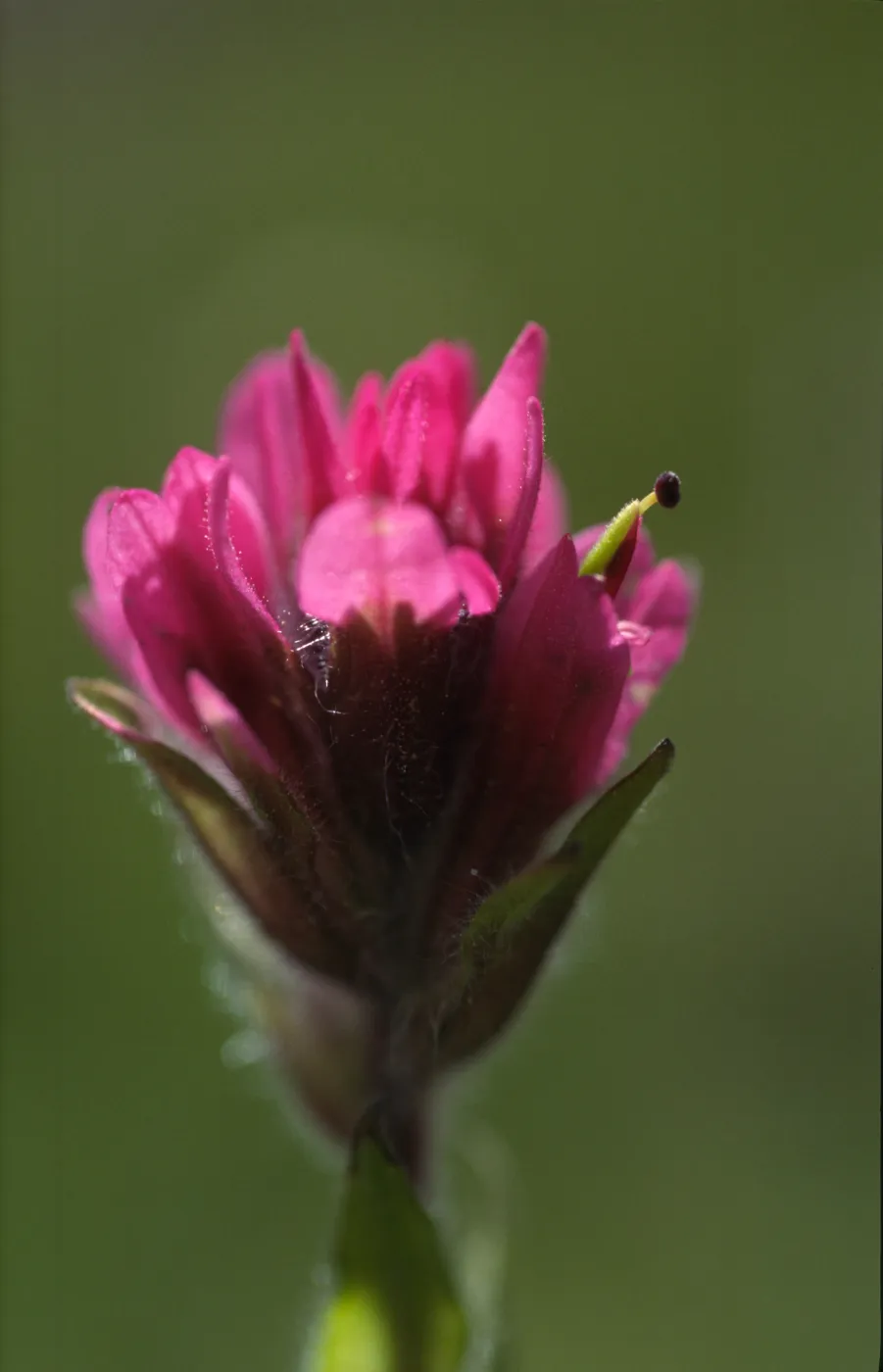 Castilleja lemmonii