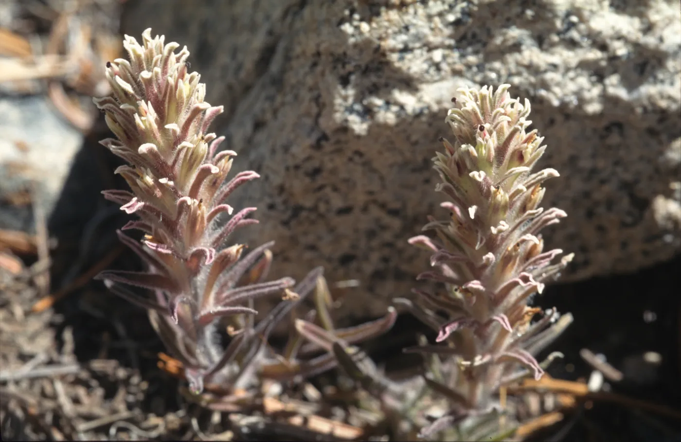 Castilleja nana