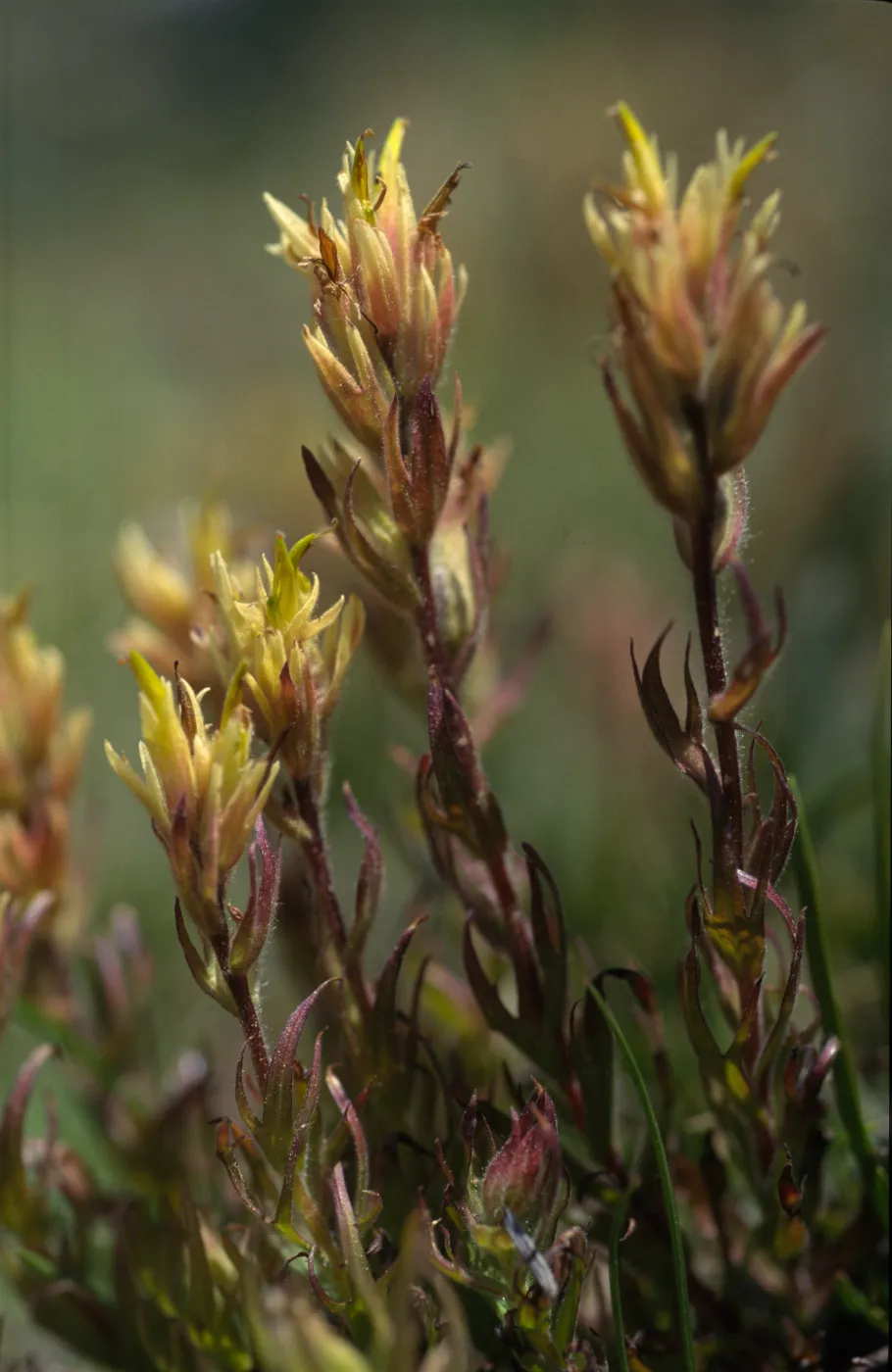 Castilleja peirsonii