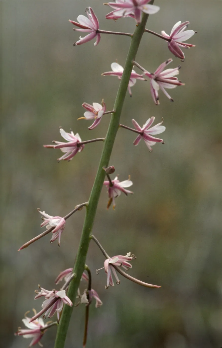 Caulanthus inflatus