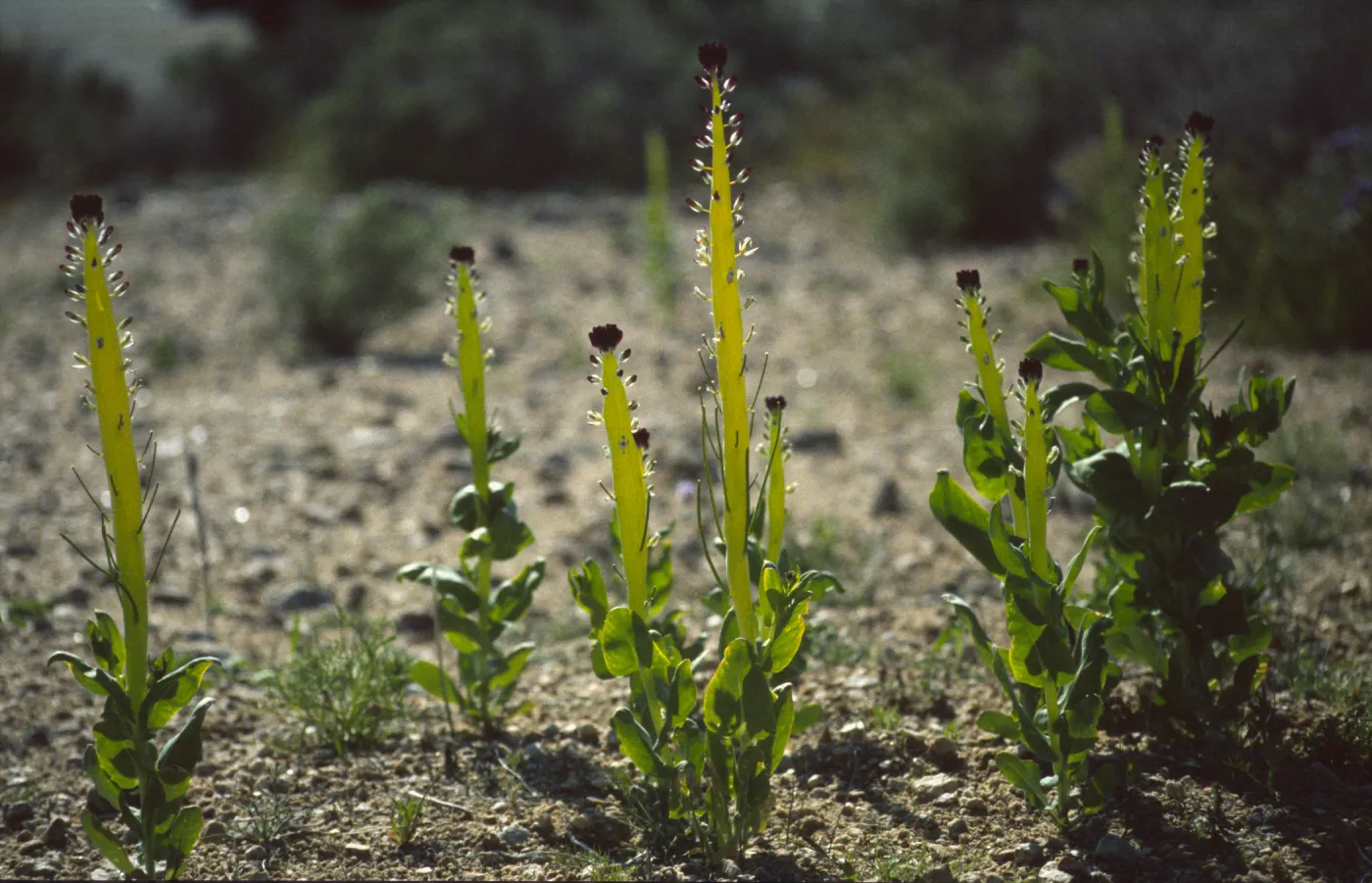 Caulanthus inflatus