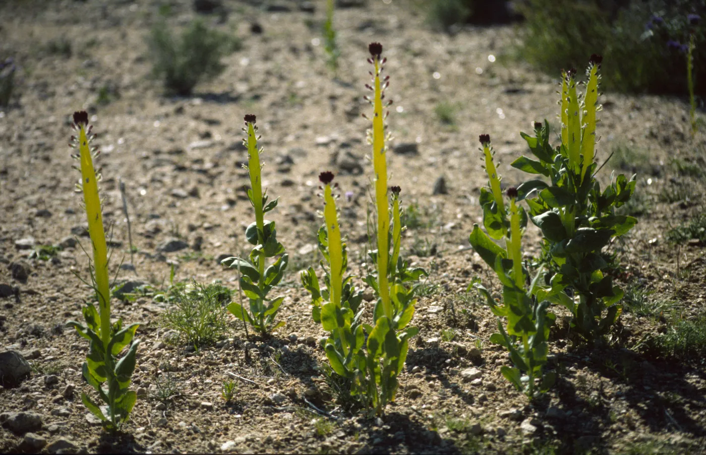 Caulanthus inflatus