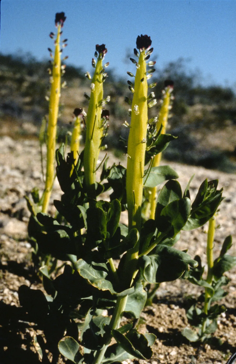Caulanthus inflatus