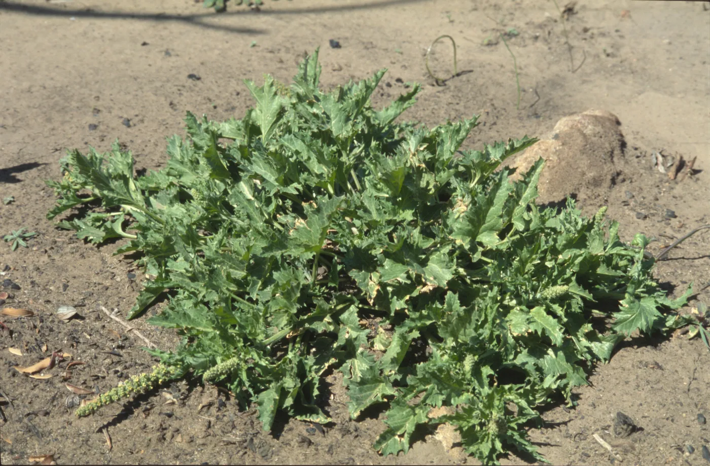 Chenopodium californicum