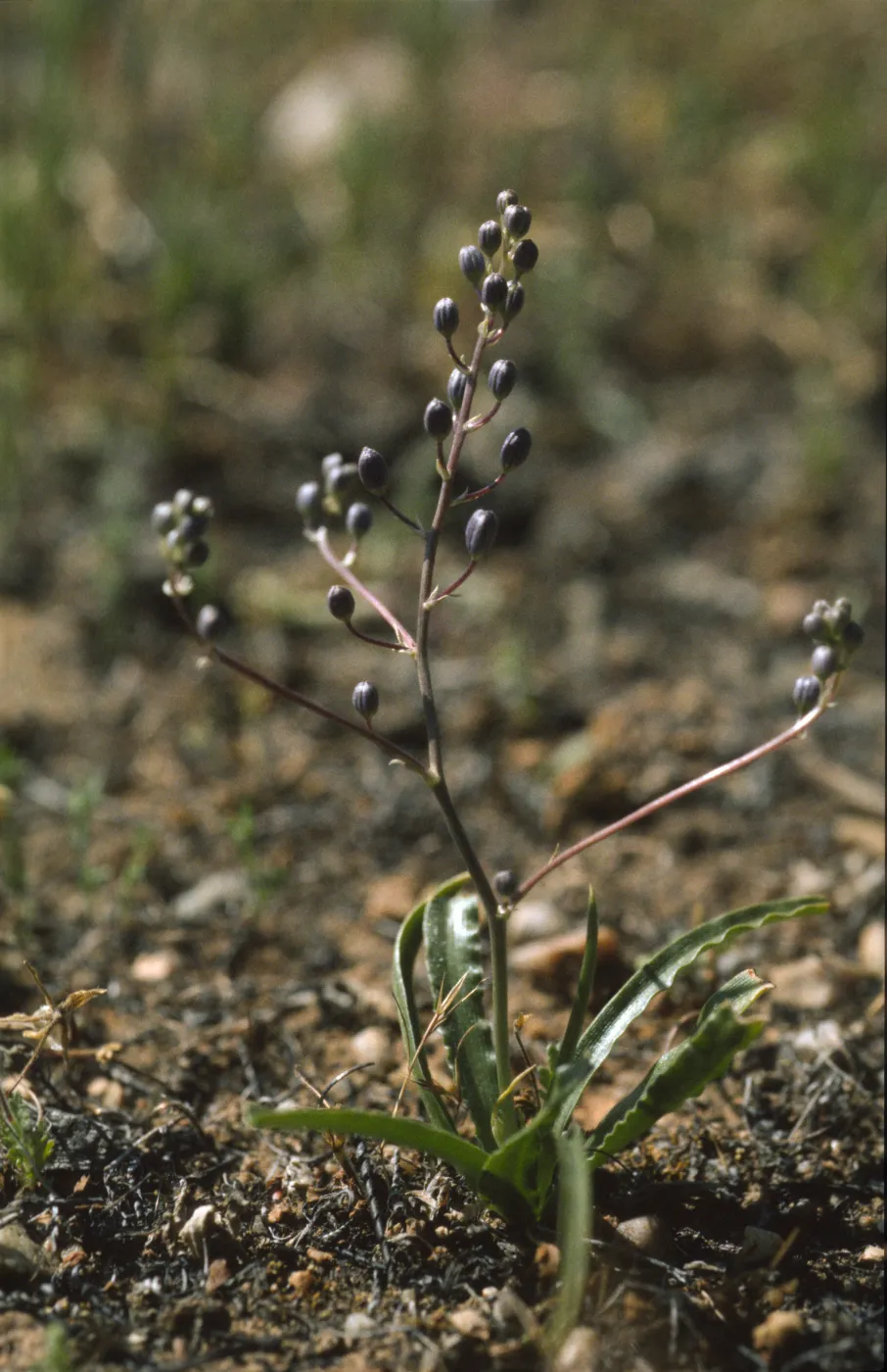 Chlorogalum purpureum var. reductum