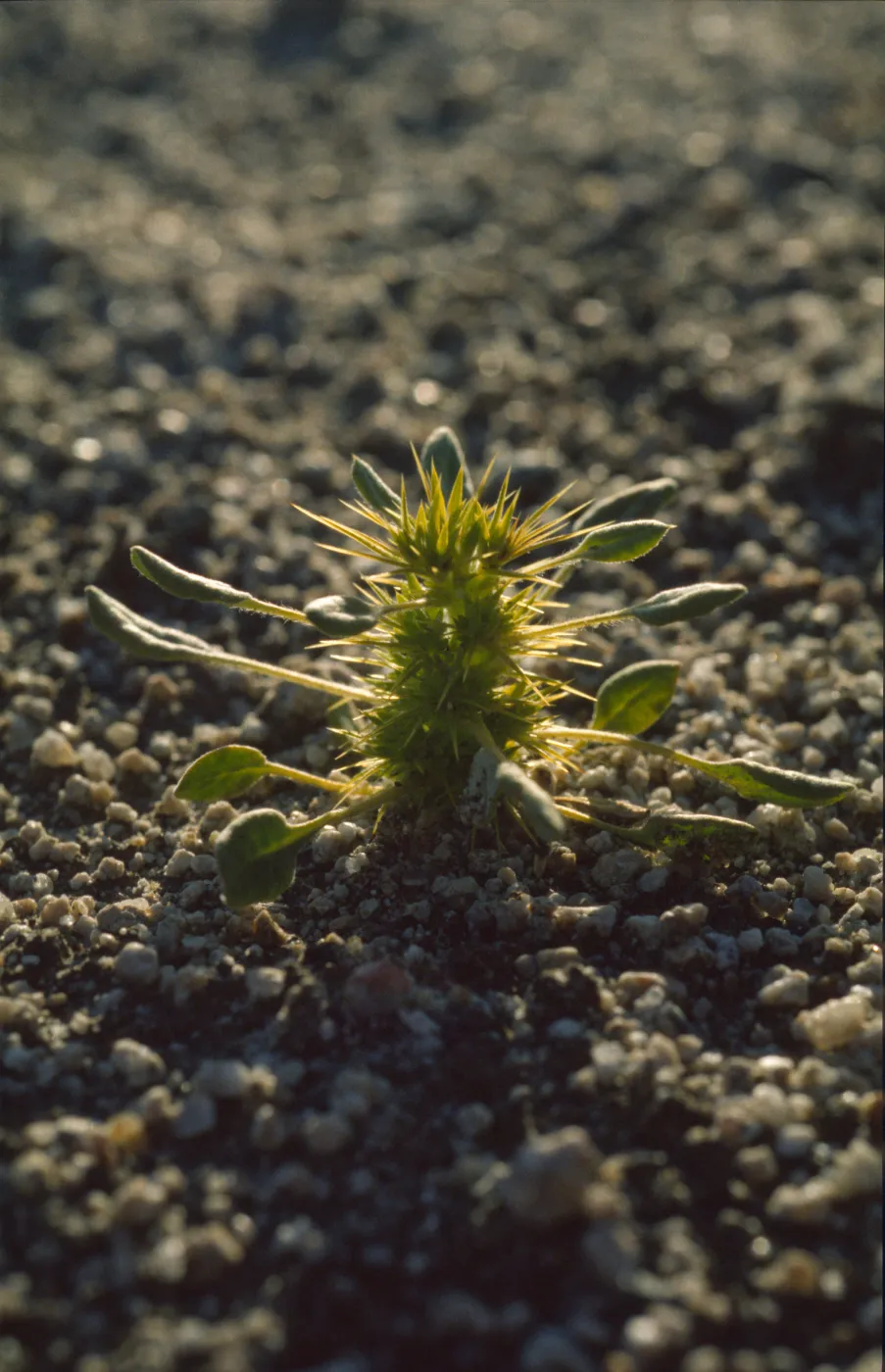 Chorizanthe rigida
