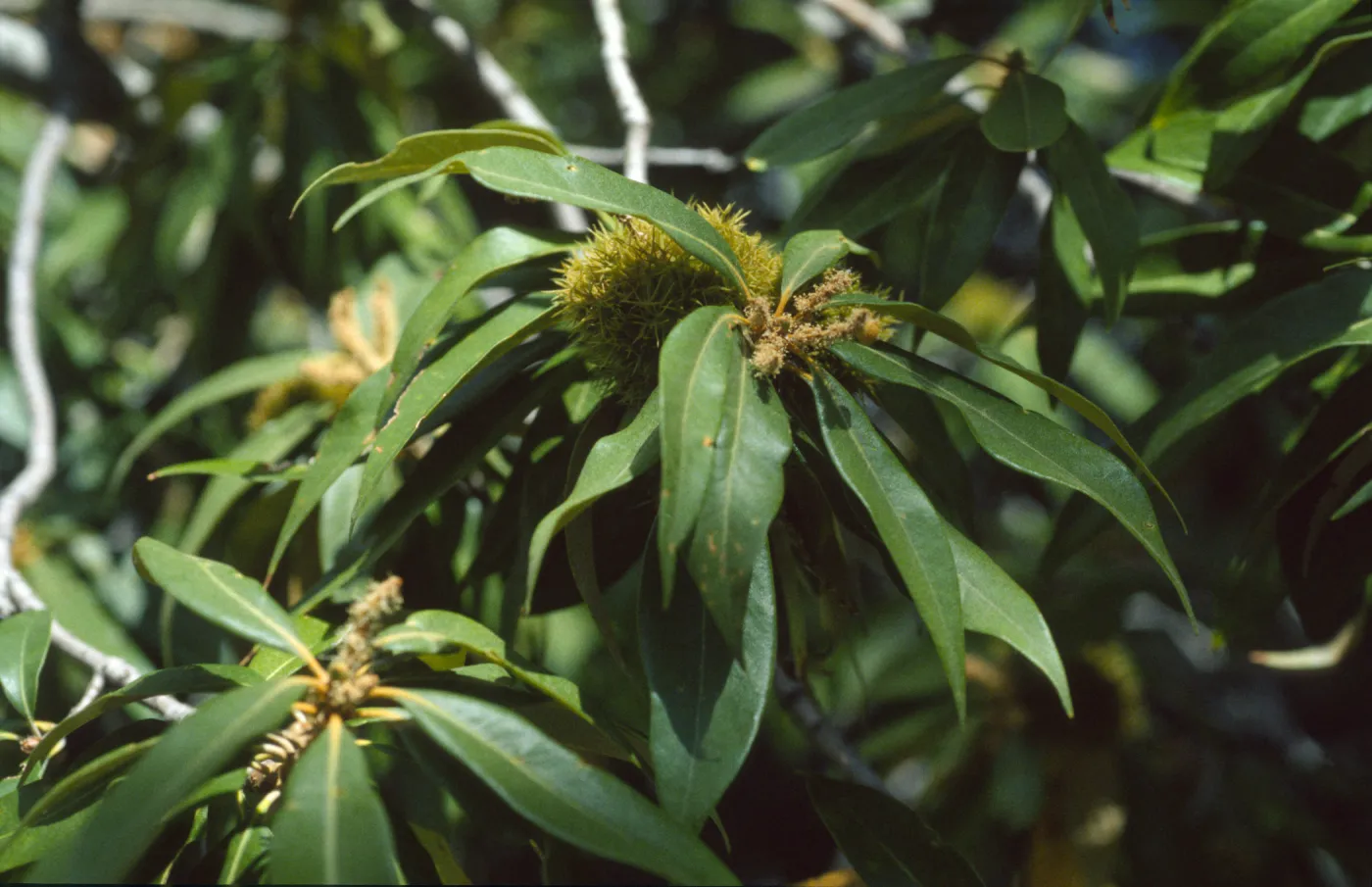 Chrysolepis