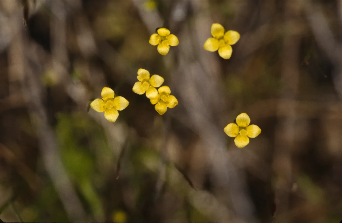 Cicendia quadrangularis