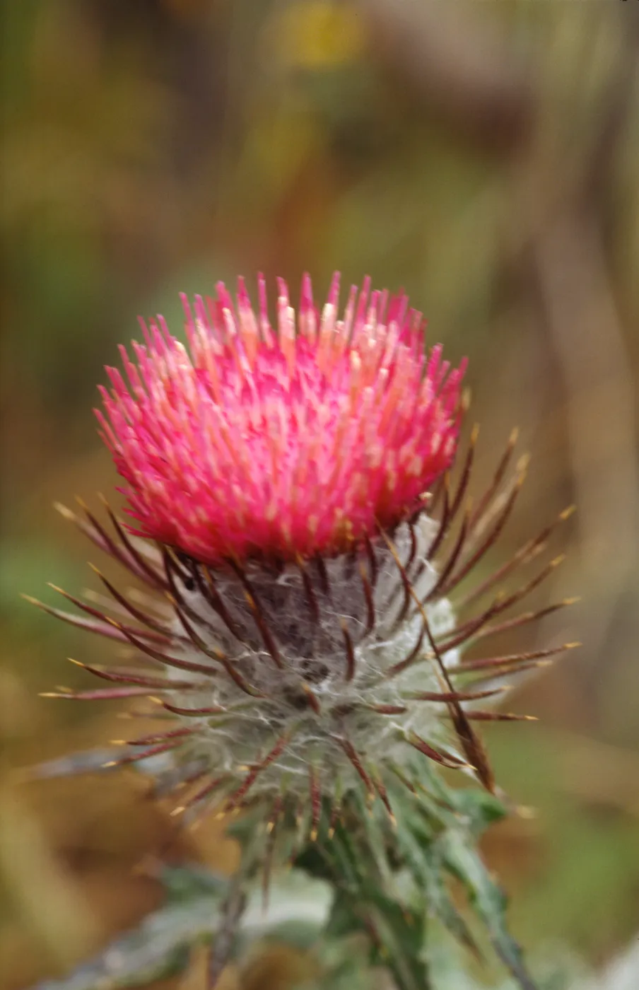 Cirsium occidentale