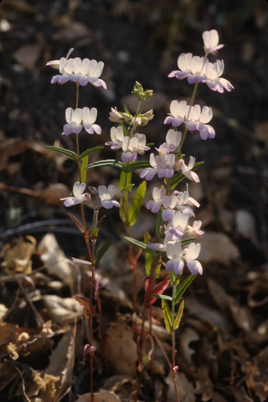 Collinsia heterophylla