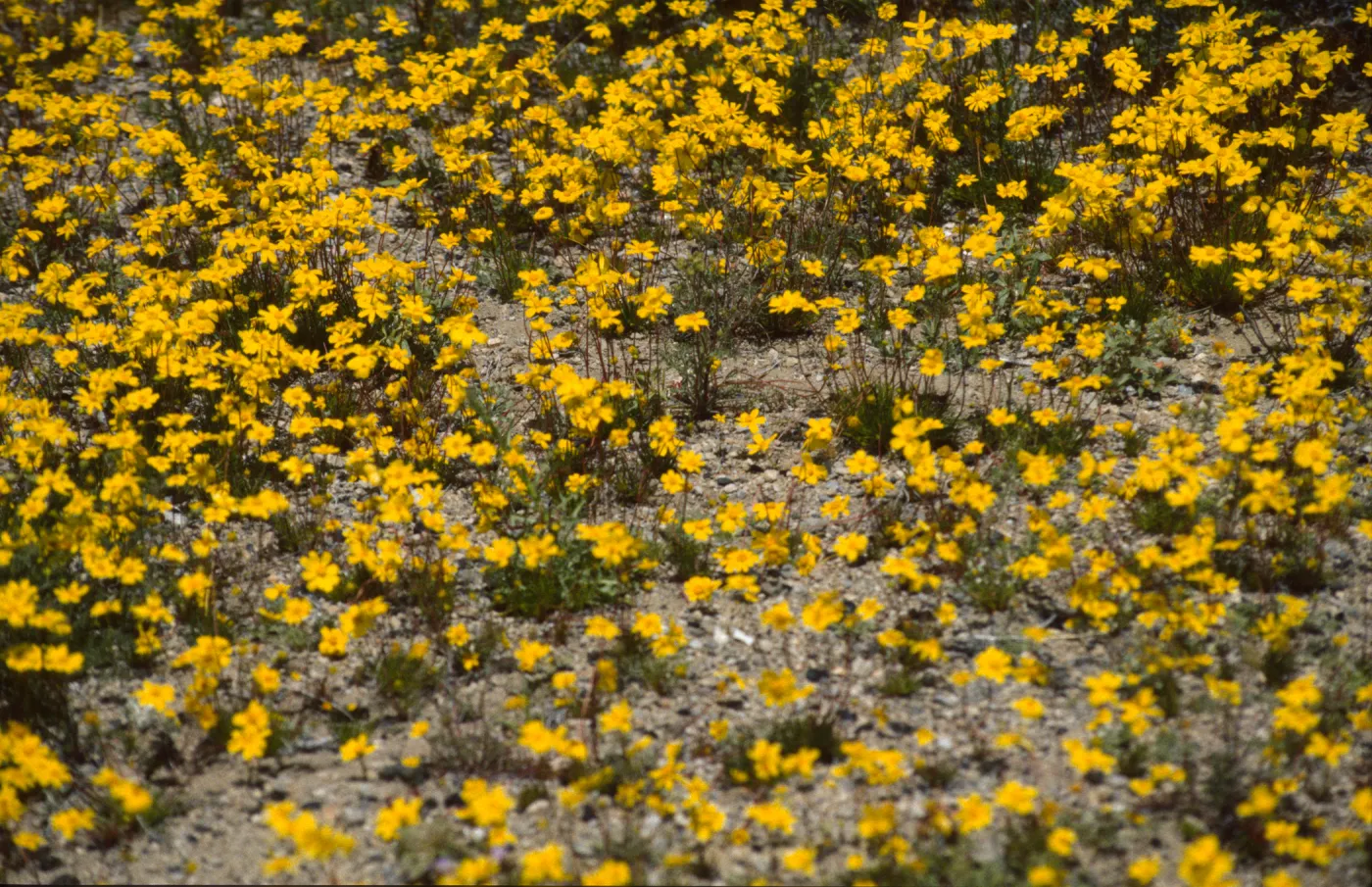 Coreopsis