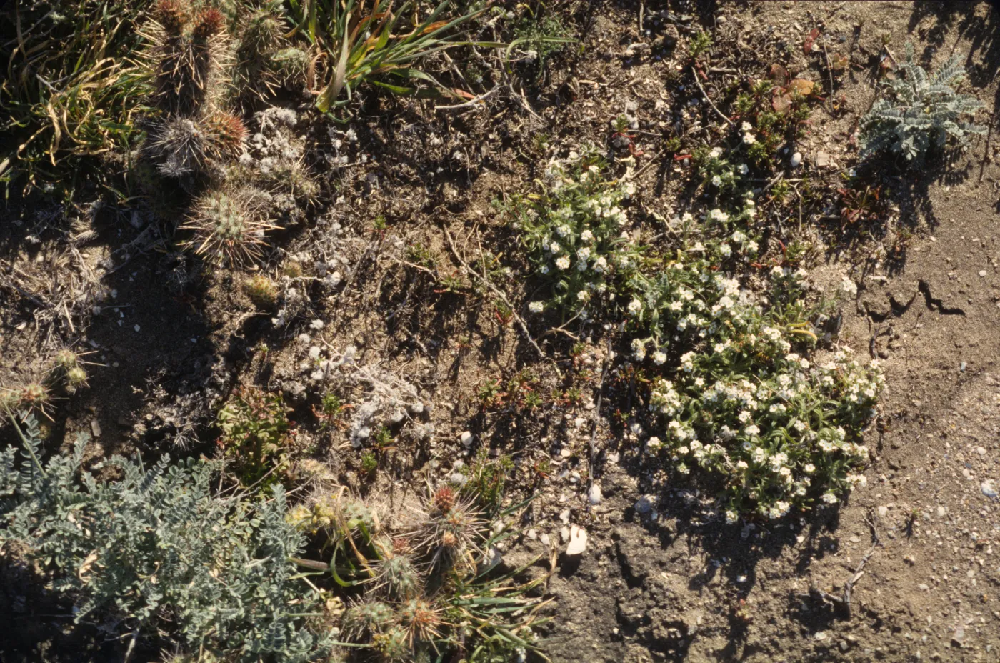 Cryptantha traskiae