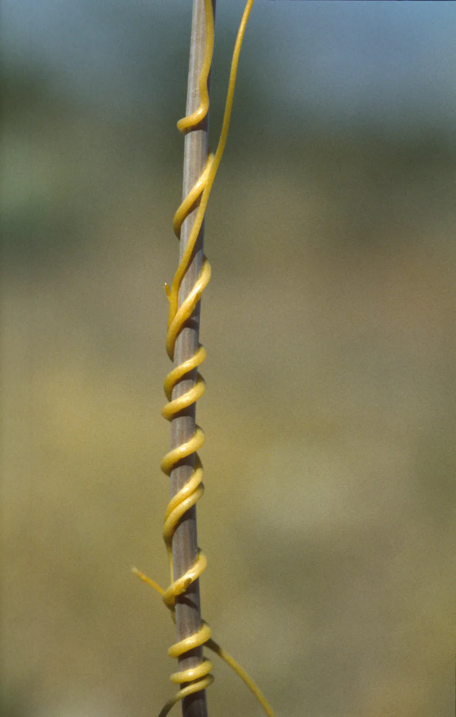 cuscuta on Plantago