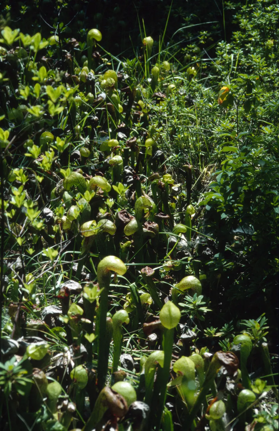 Darlingtonia