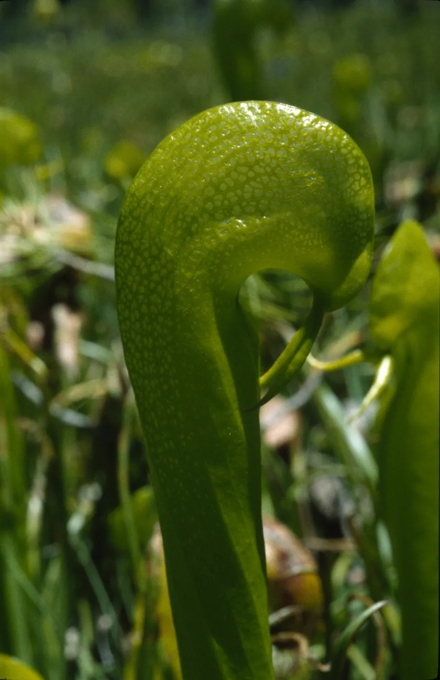 Darlingtonia