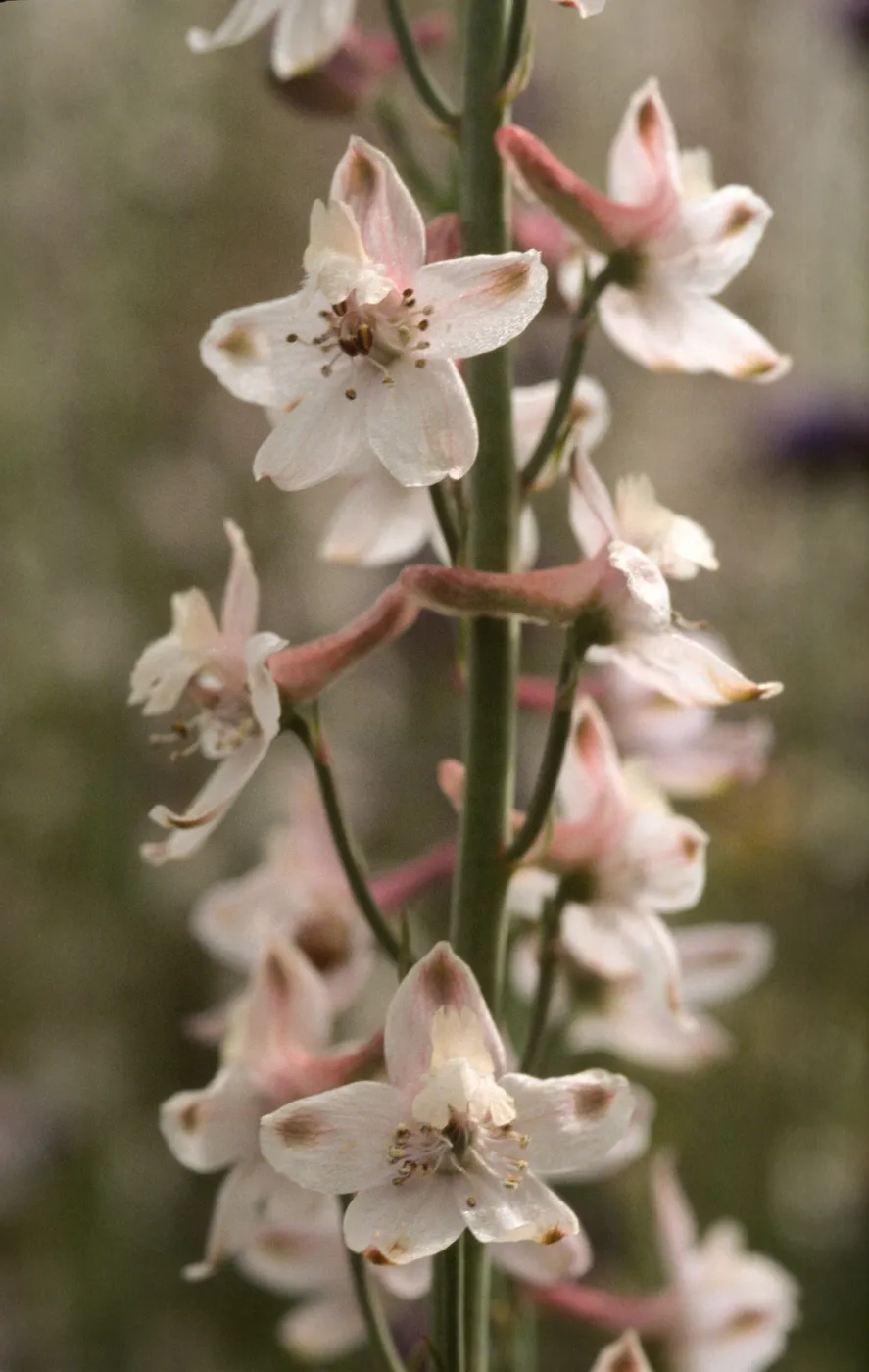 Delphinium parishii ssp. pallidum