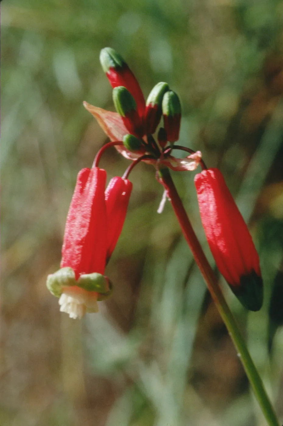 Dichelostemma ida-maia