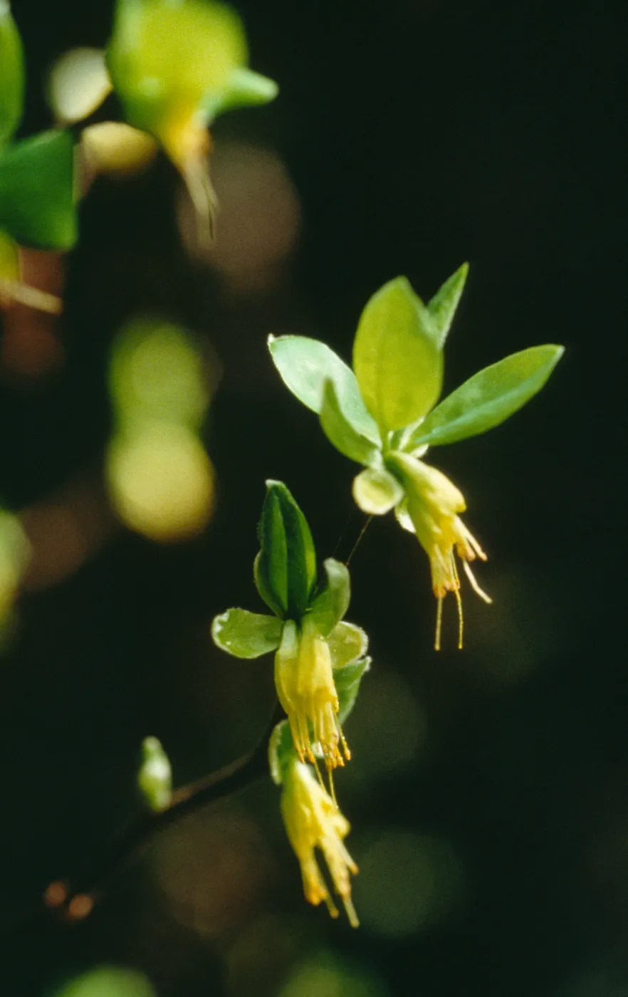 Dirca occidentalis