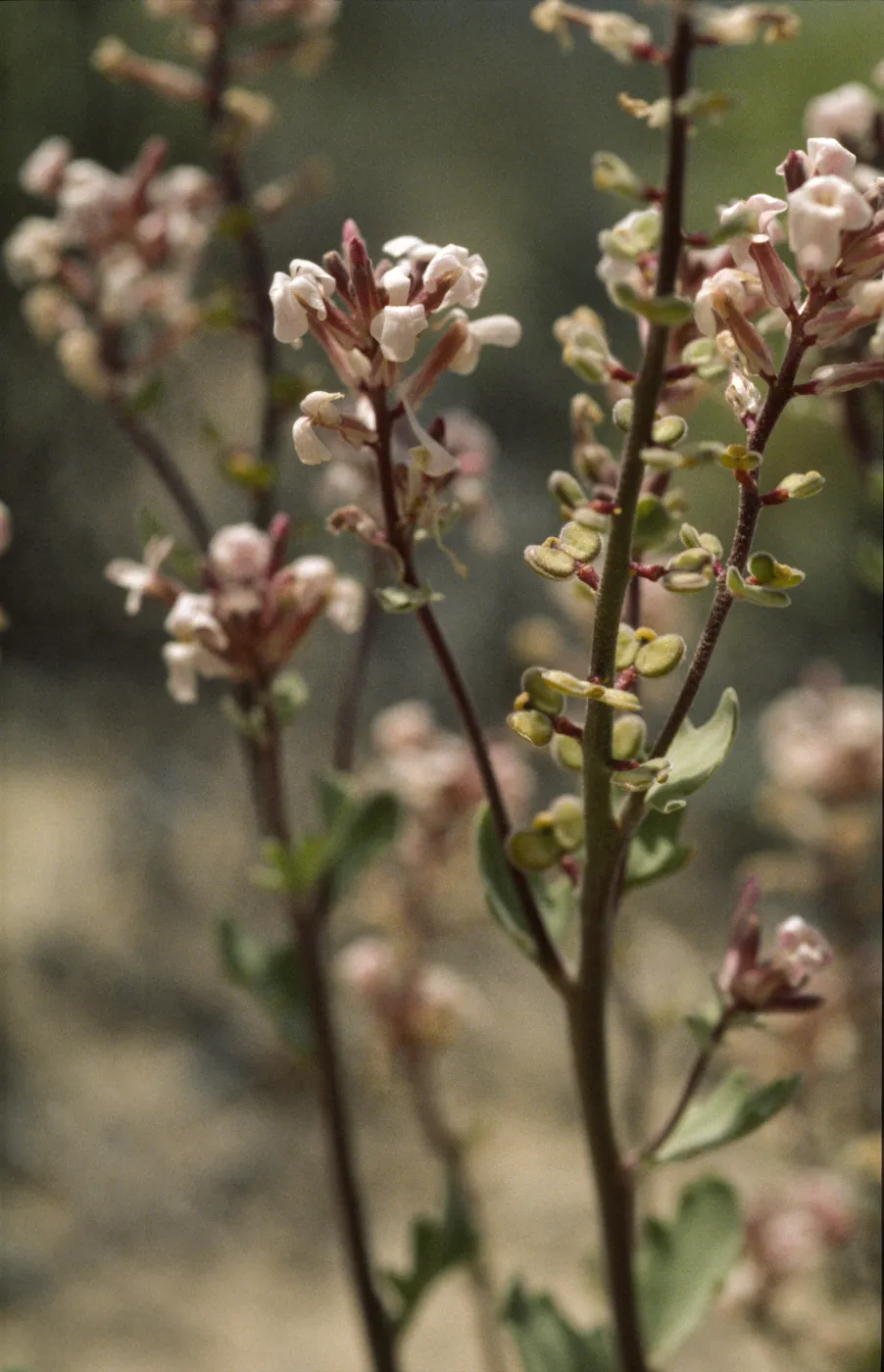 Dithyrea californica