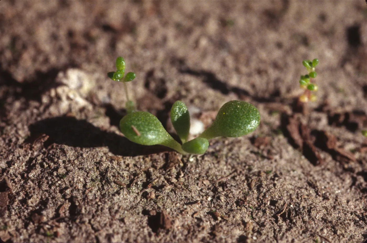 Dudleya nesiotica, seedlings