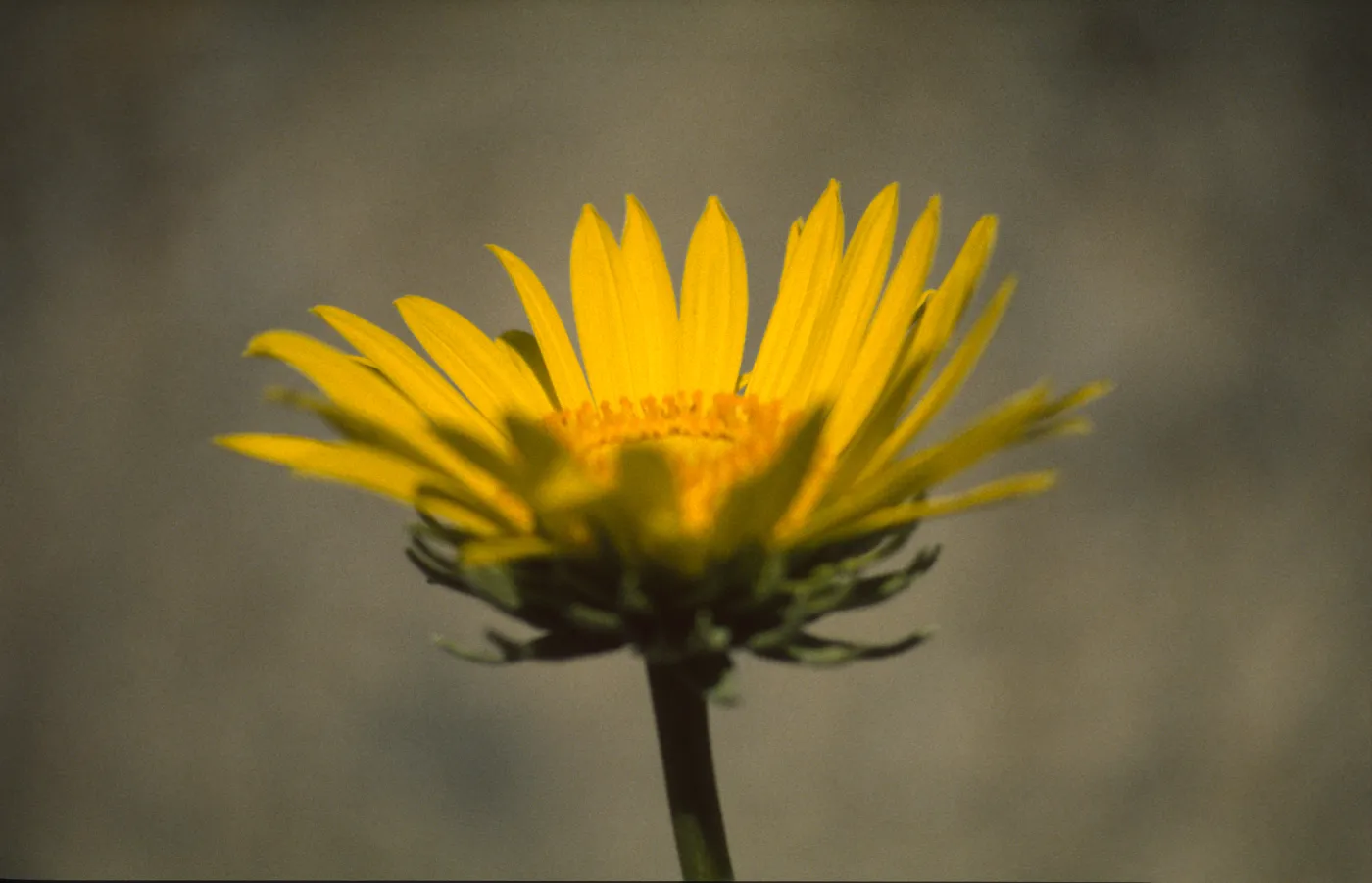 Enceliopsis argophylla
