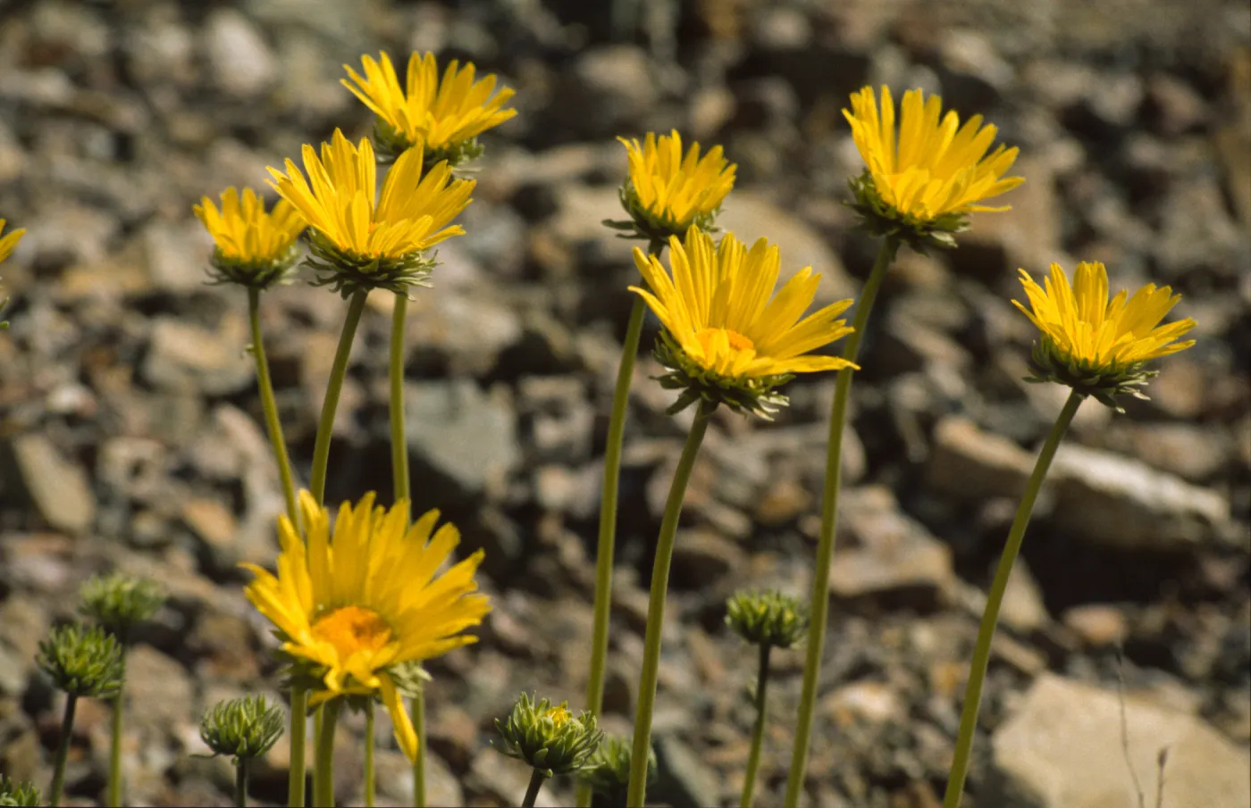 Enceliopsis argophylla