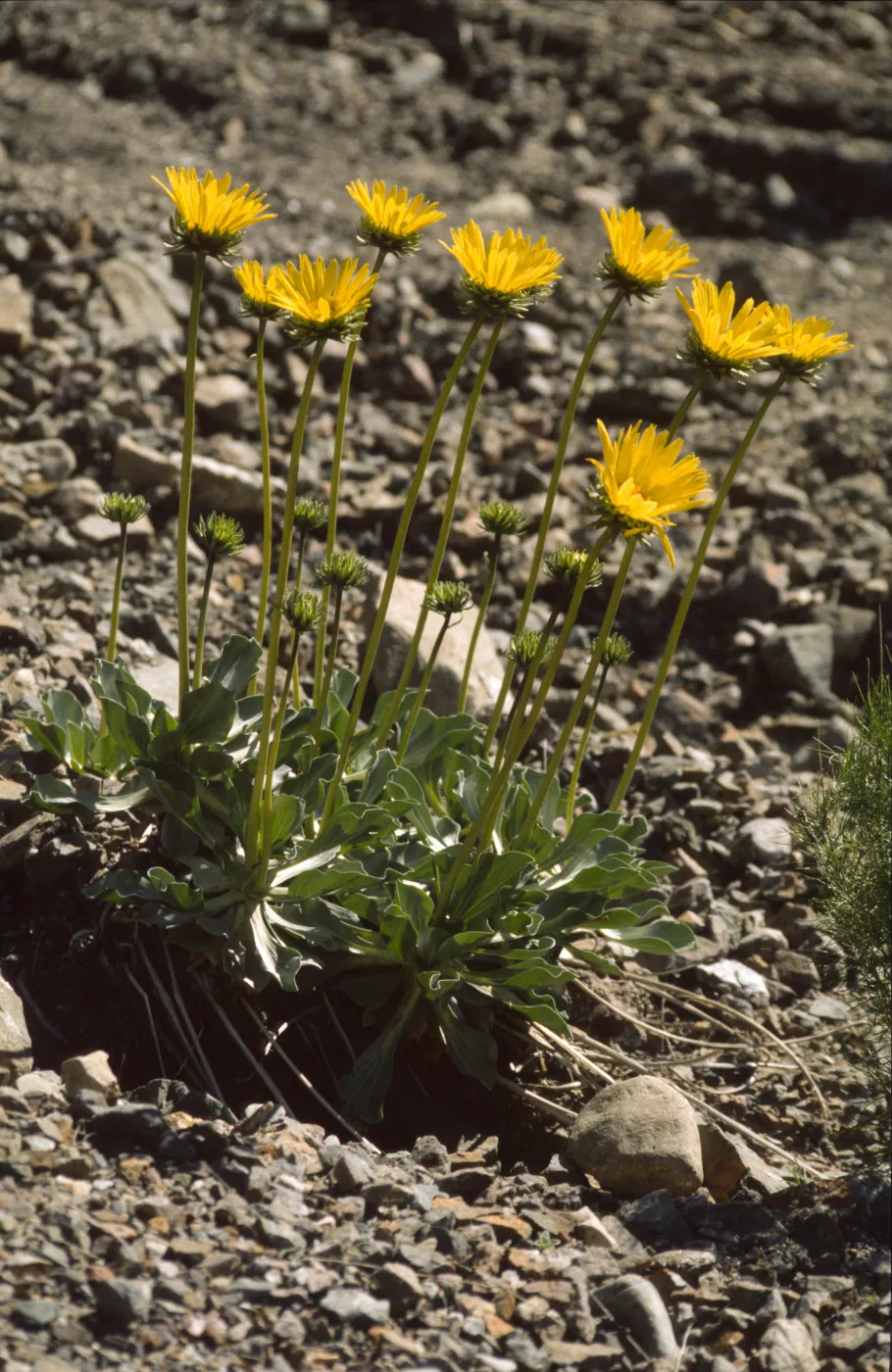 Enceliopsis argophylla