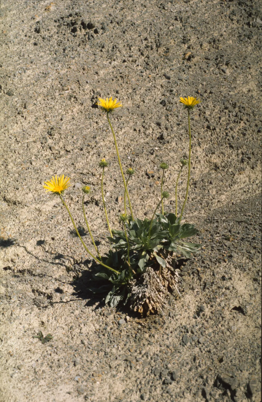 Enceliopsis argophylla