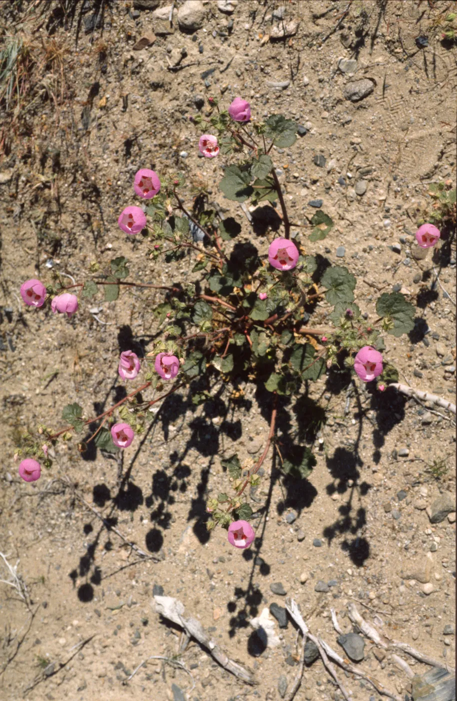 Eremalche rotundifolia