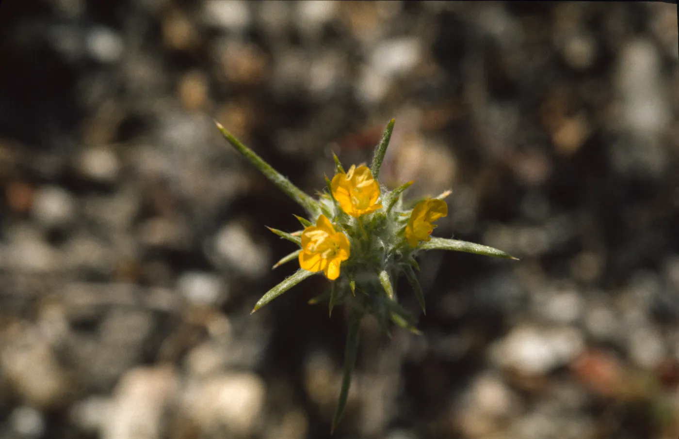 Eriastrum luteum