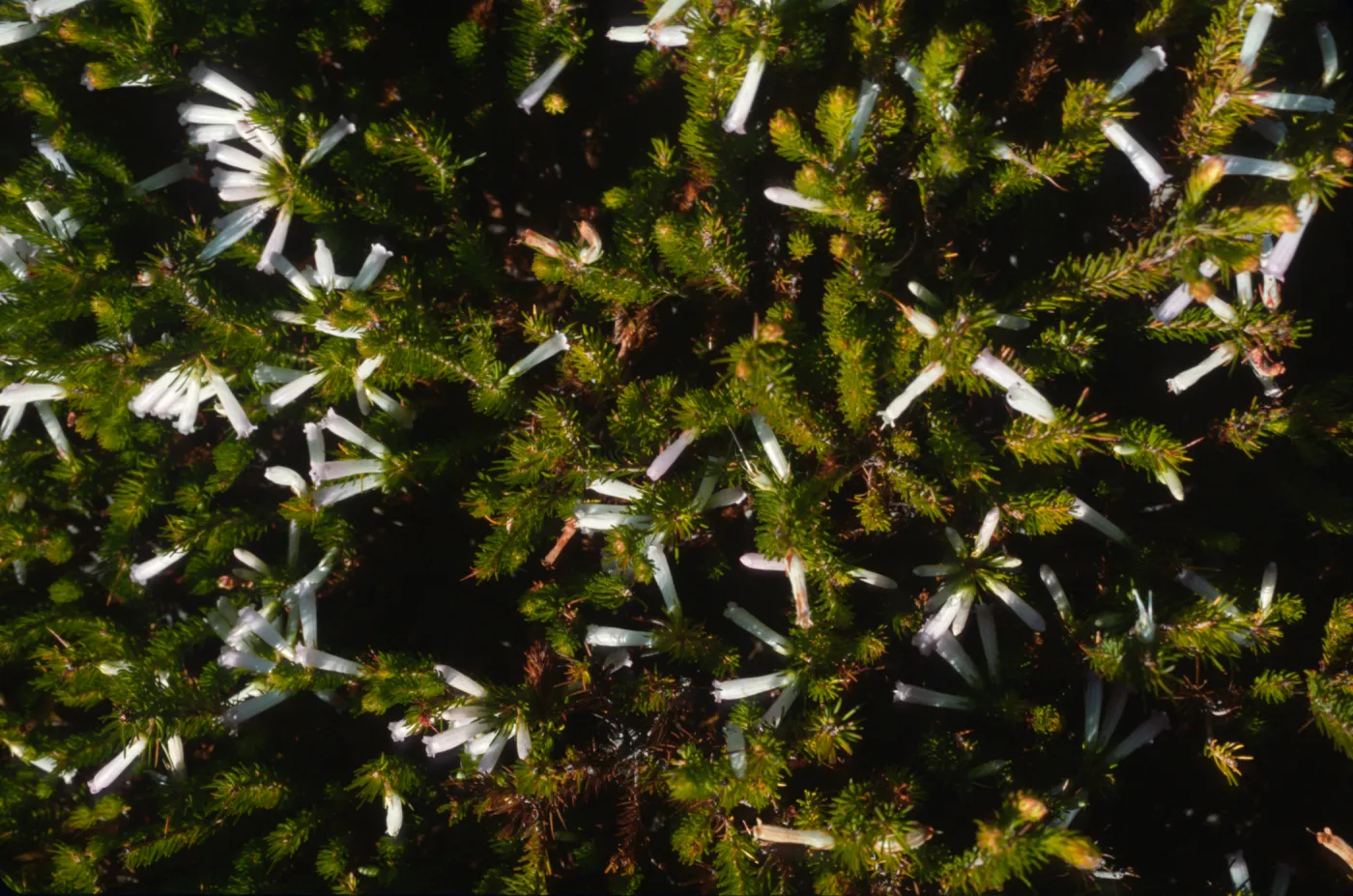 Erica regia