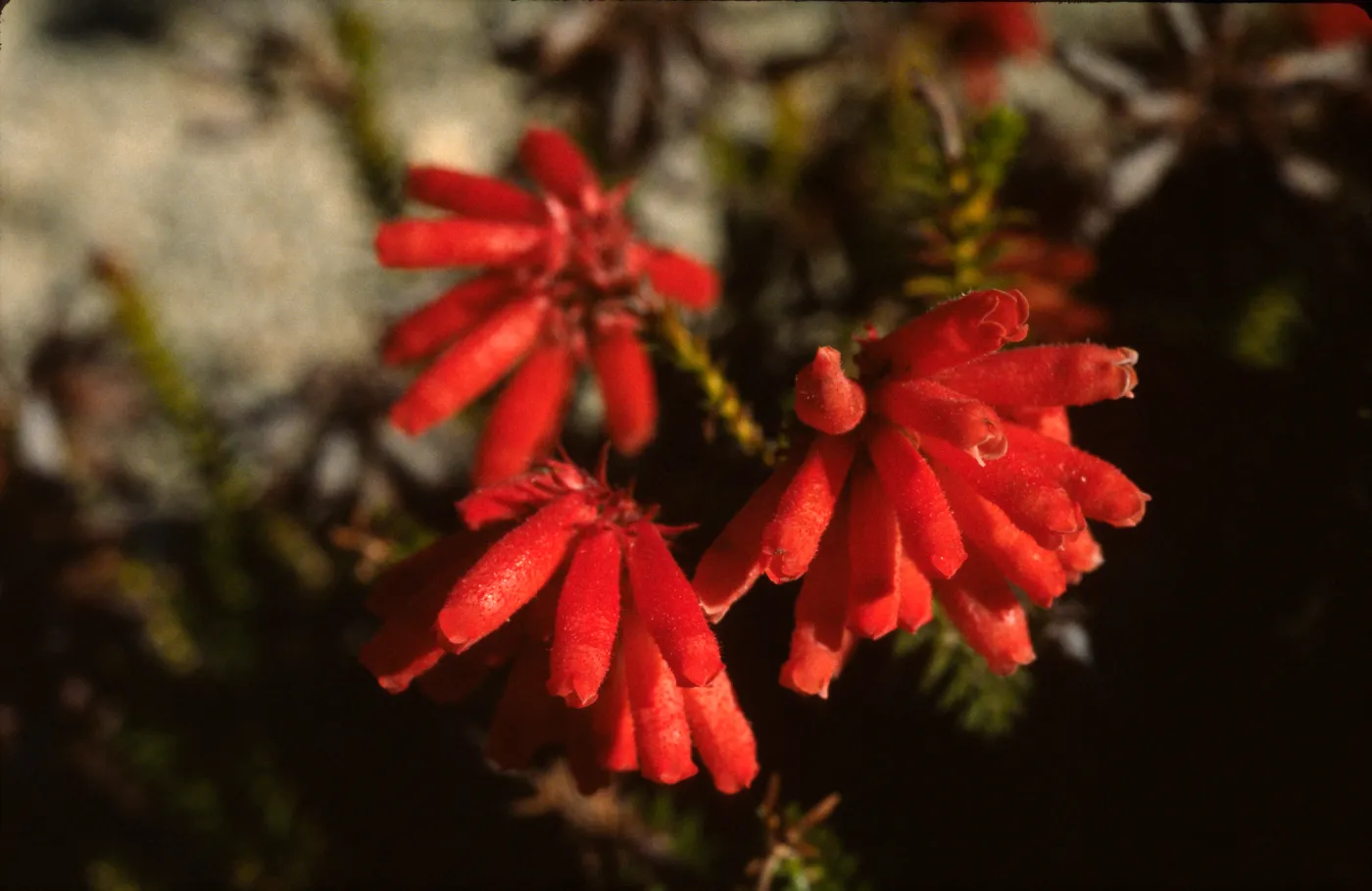 Erica cerinthoides