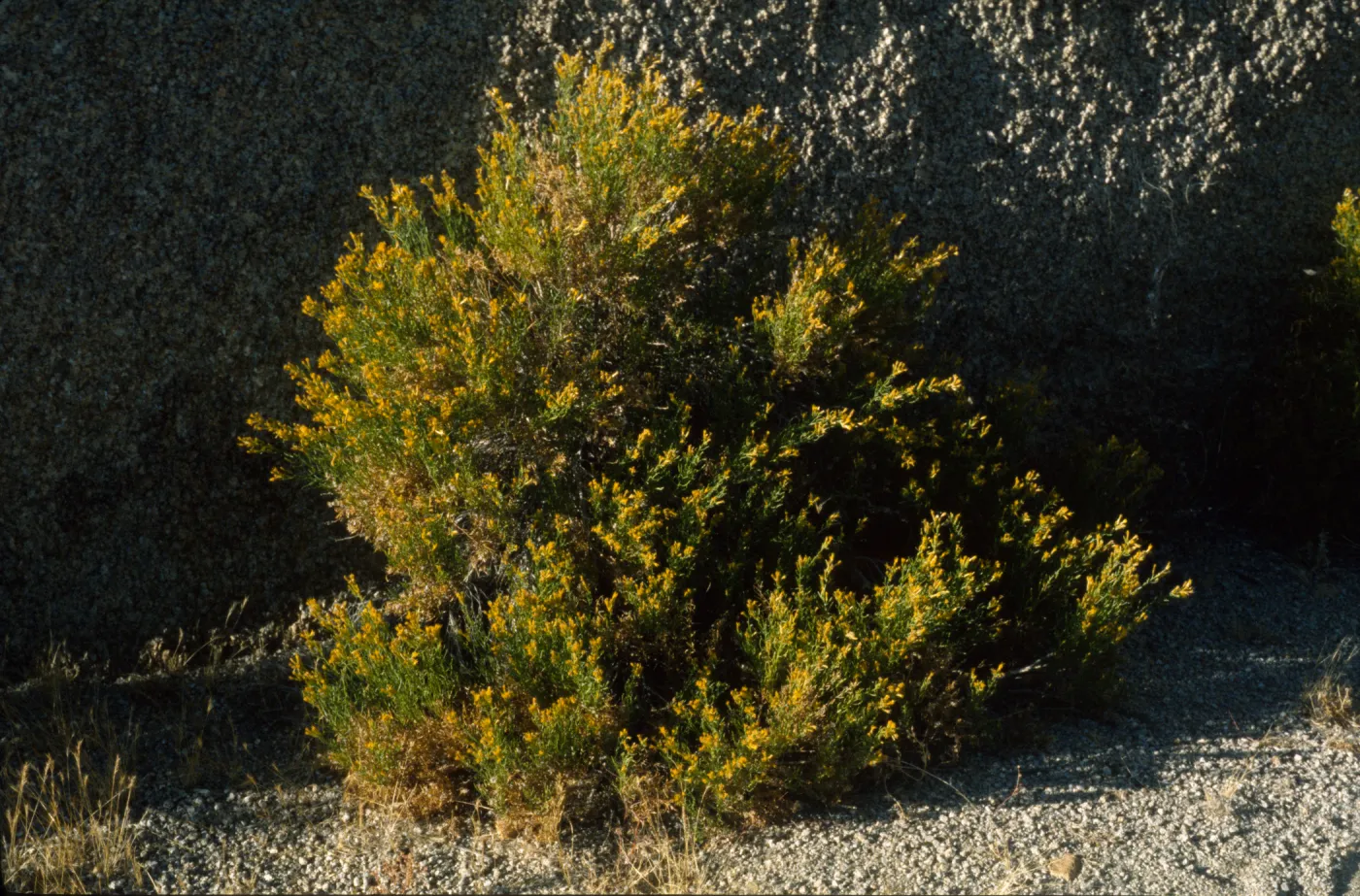 Ericameria cuneata