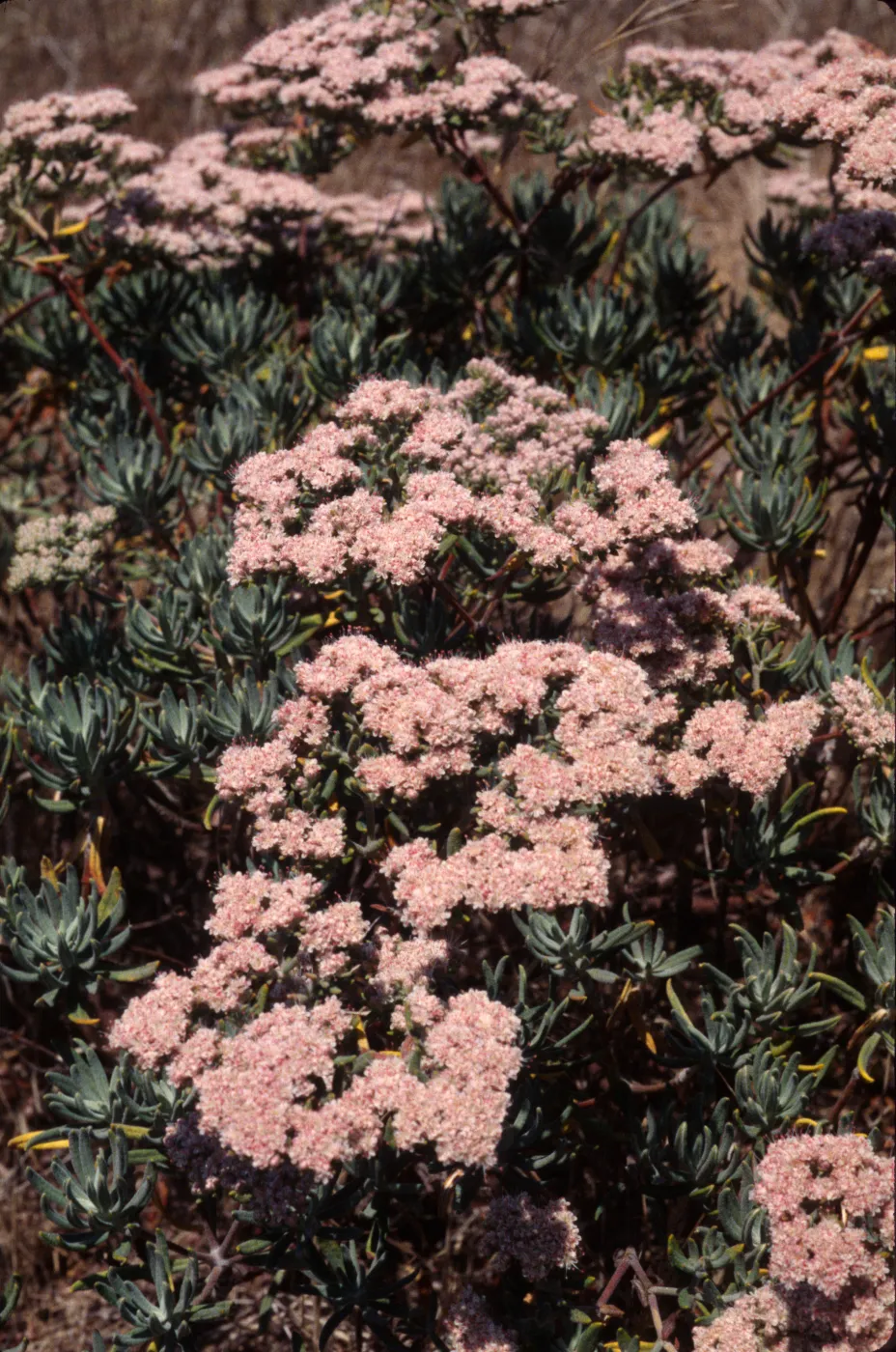 Eriogonum arborescens