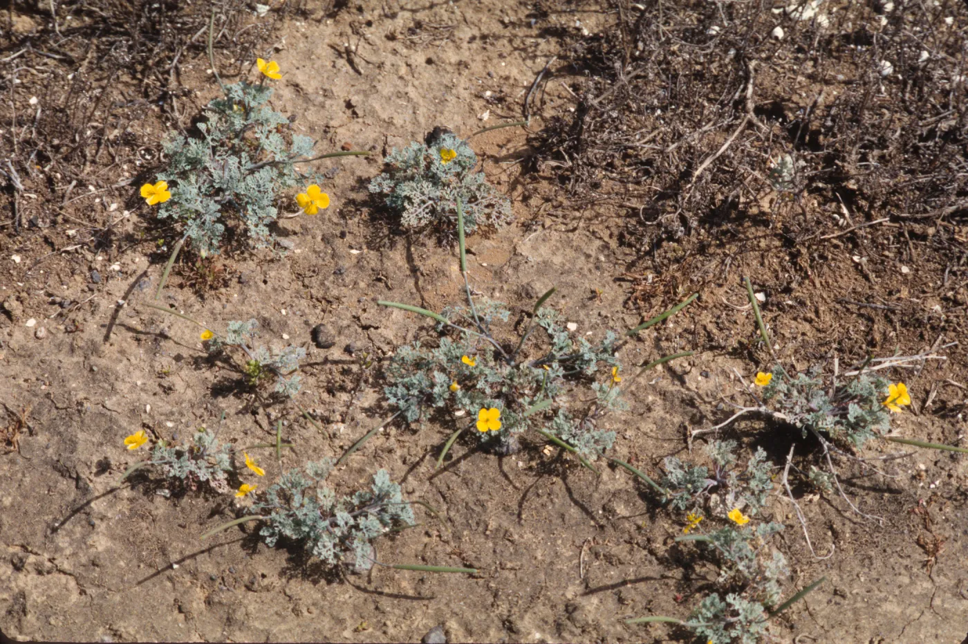 Eschscholzia ramosa