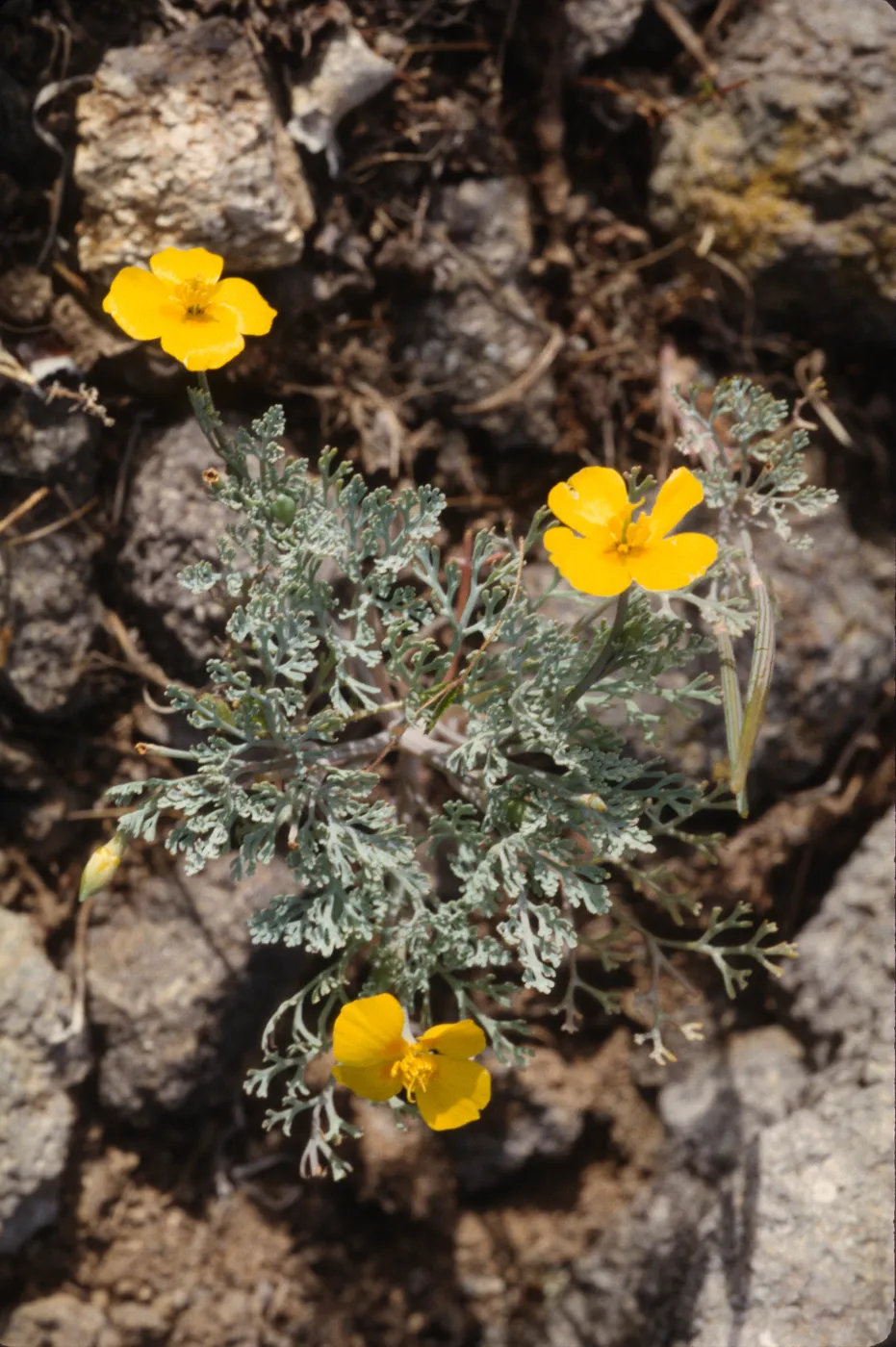 Eschscholzia ramosa