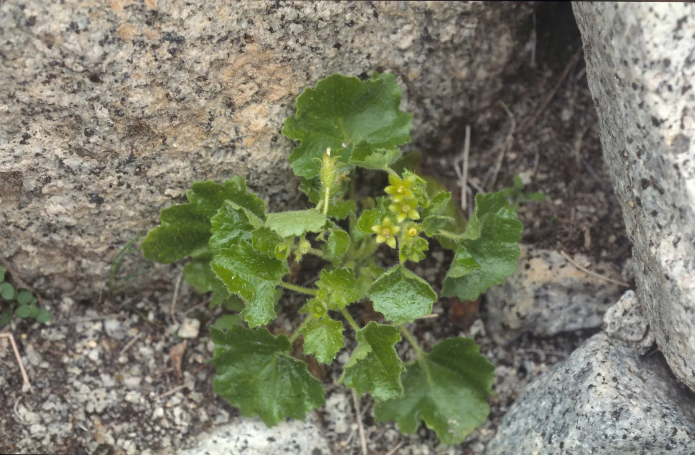 Eucnide rupestris