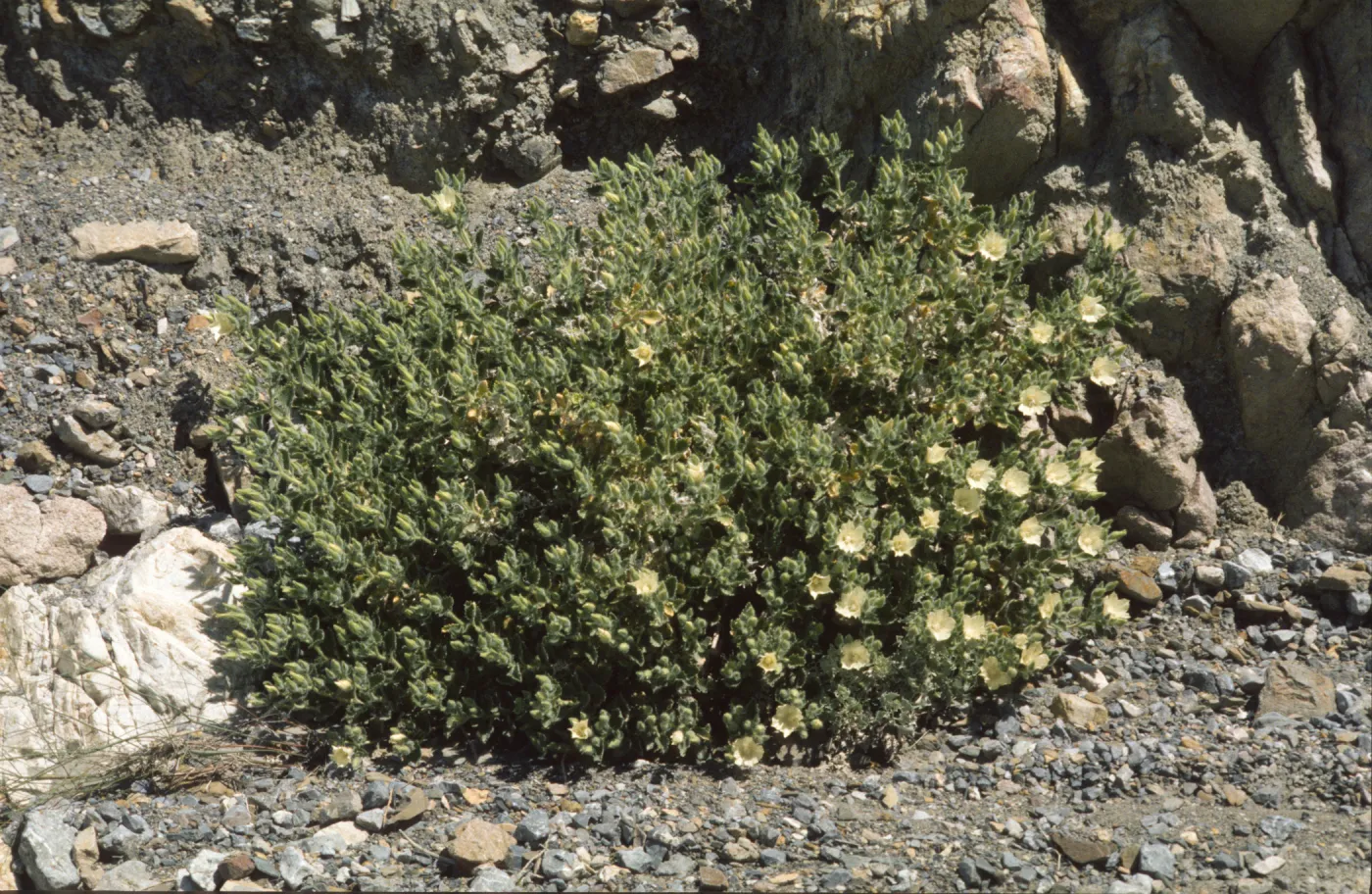 Eucnide urens