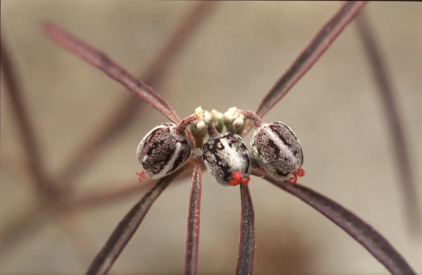 Euphorbia eriantha