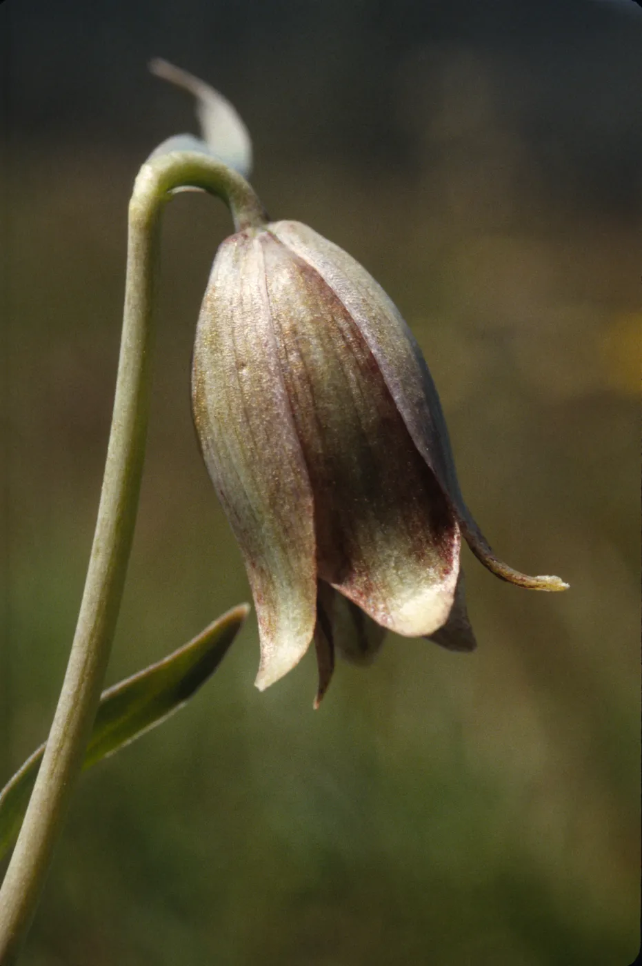 Fritillaria agrestis