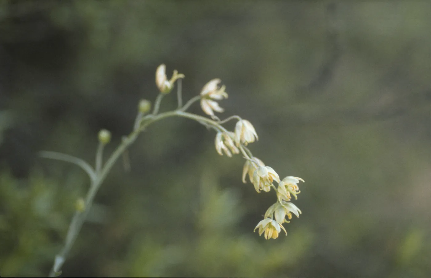 Fritillaria viridea