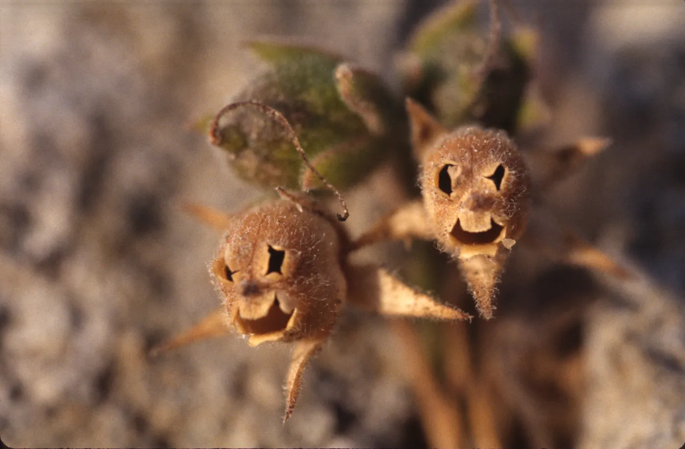 Gambelia speciosa