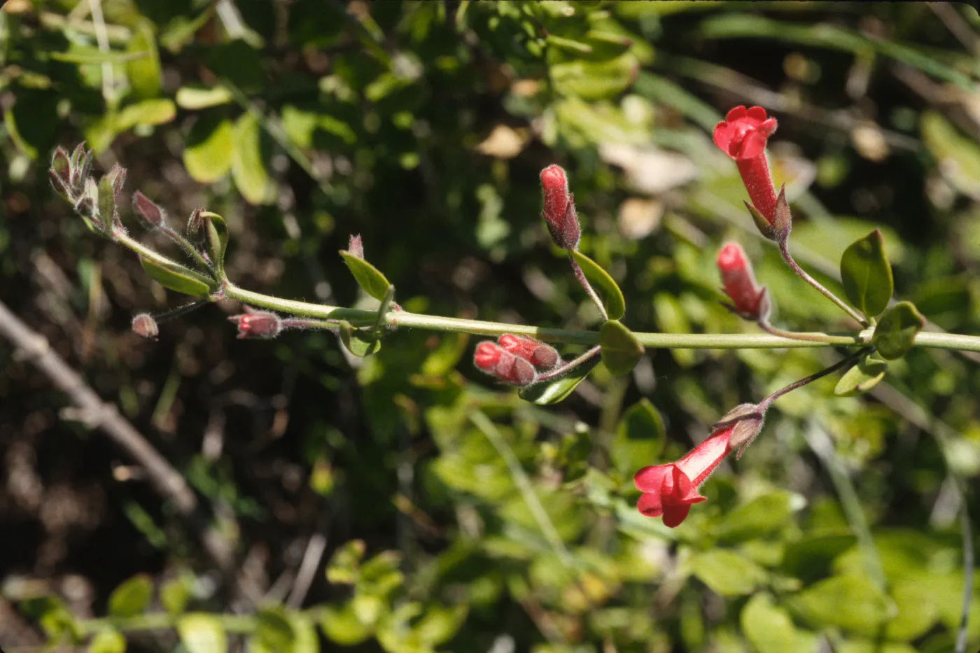 Gambelia speciosa