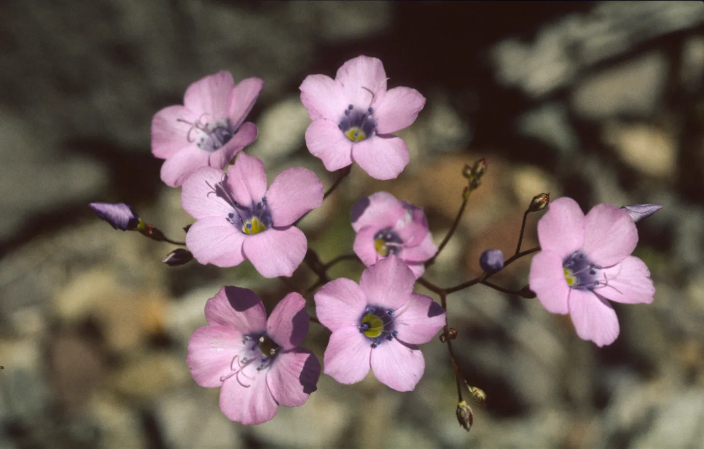 Gilia cana