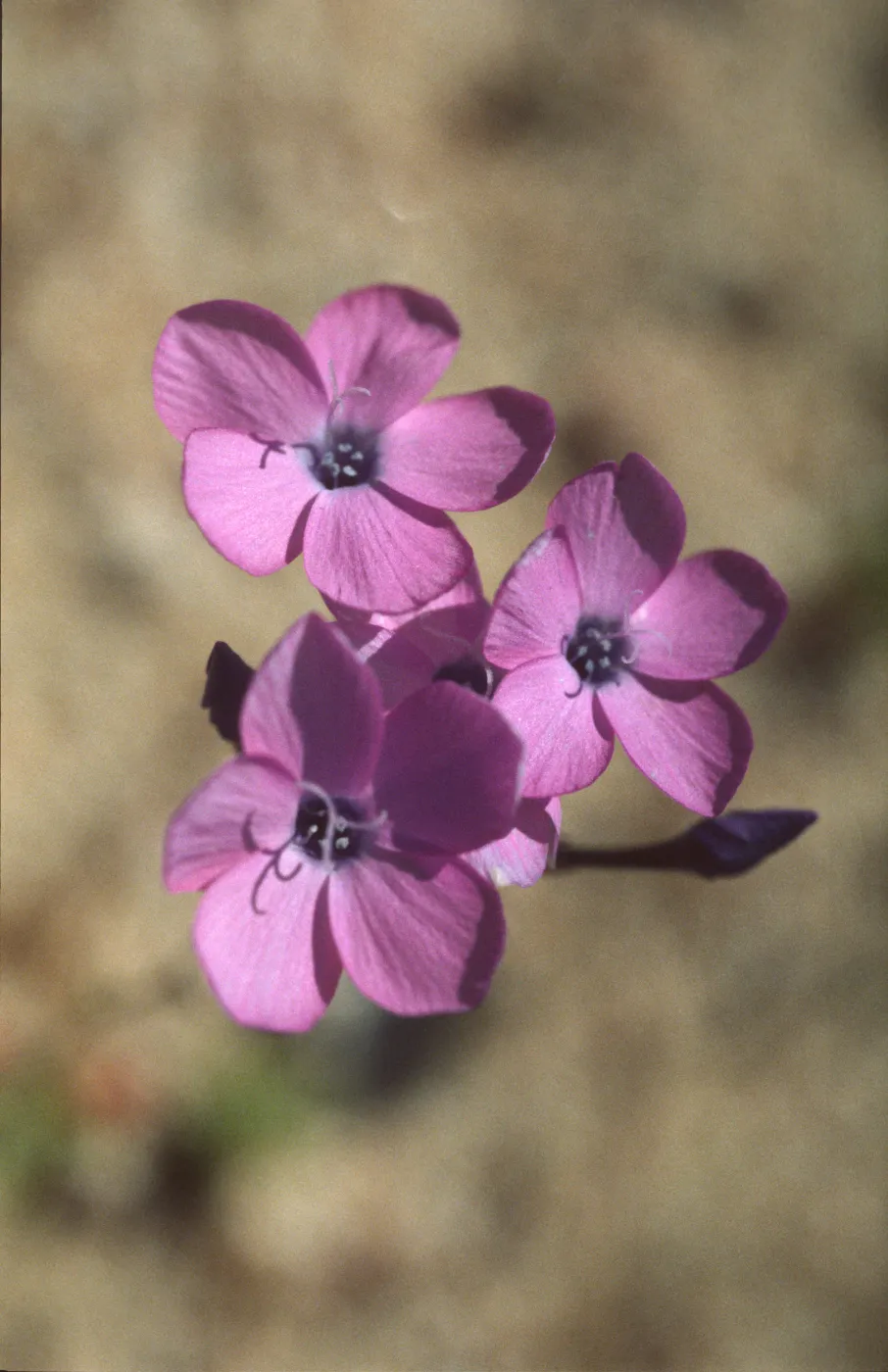 Gilia cana