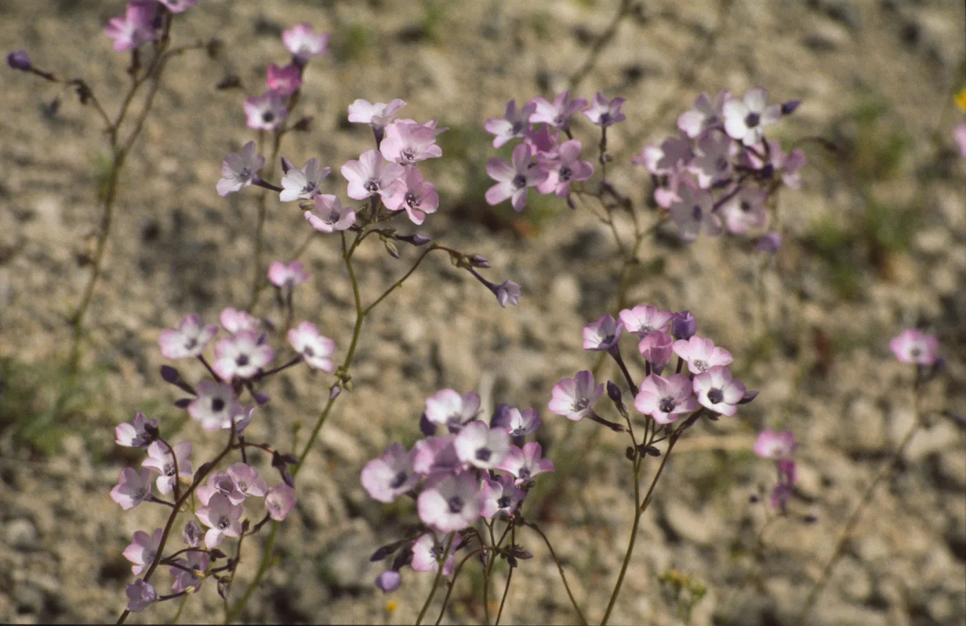 Gilia cana