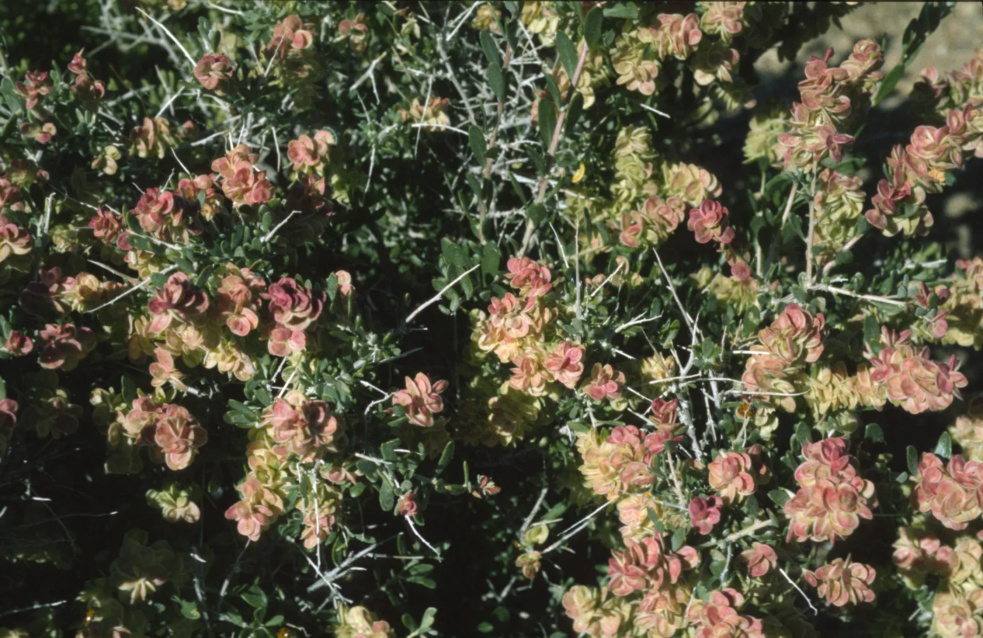Grayia spinosa