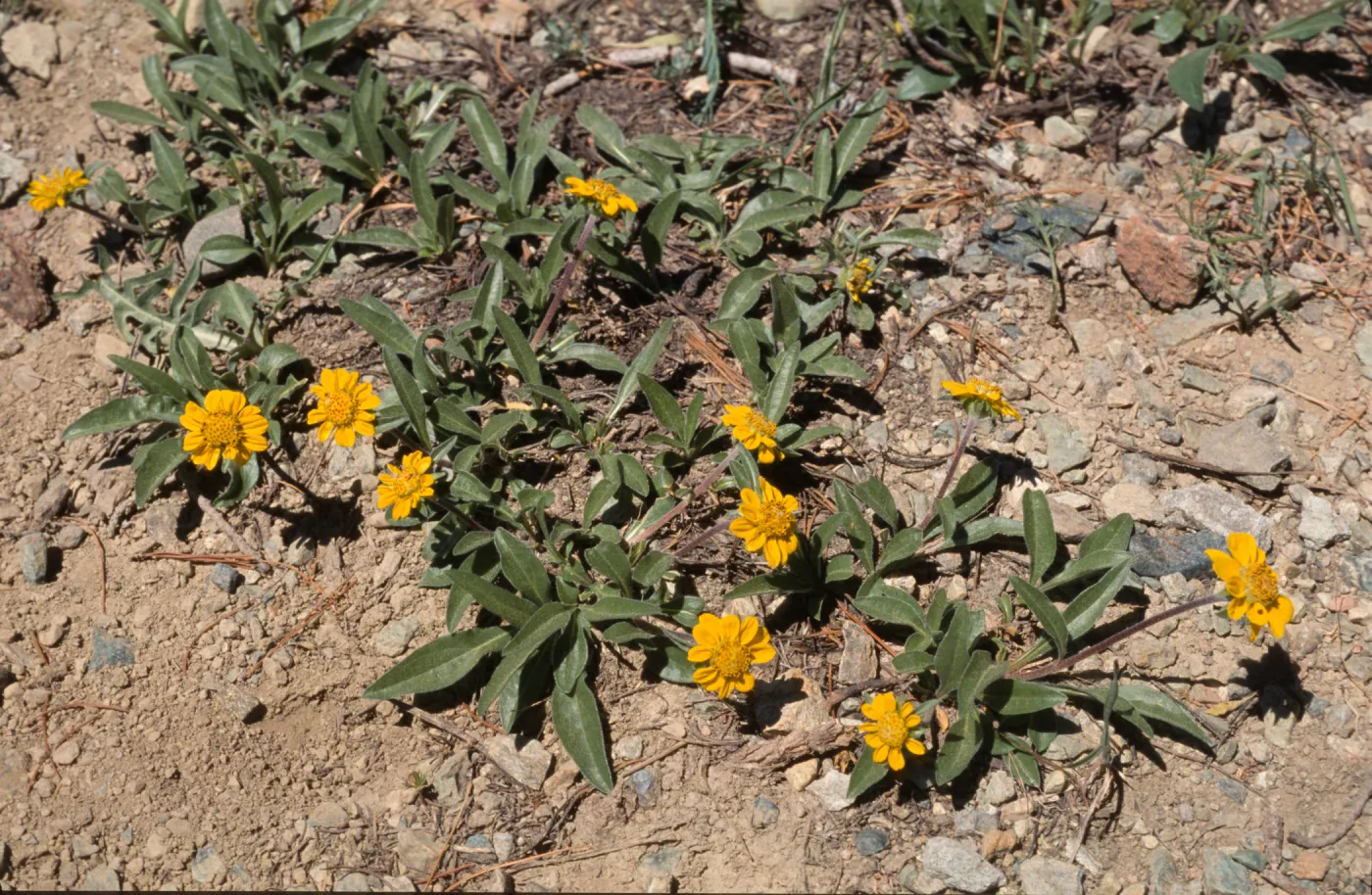 Helianthella californica var. shastensis