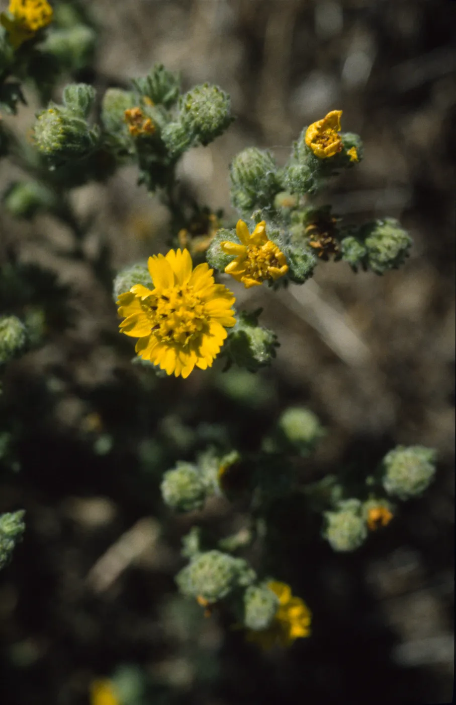 Hemizonia increscens ssp. villosa