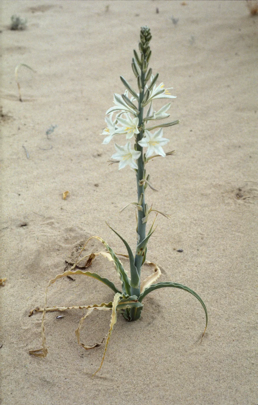 Hesperocallis